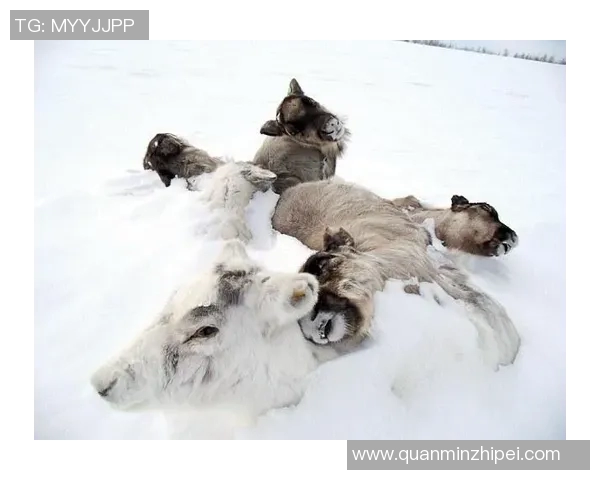 探索亚马尔地区的自然奇观与人文魅力,揭示北极边缘的独特生态与文化传承